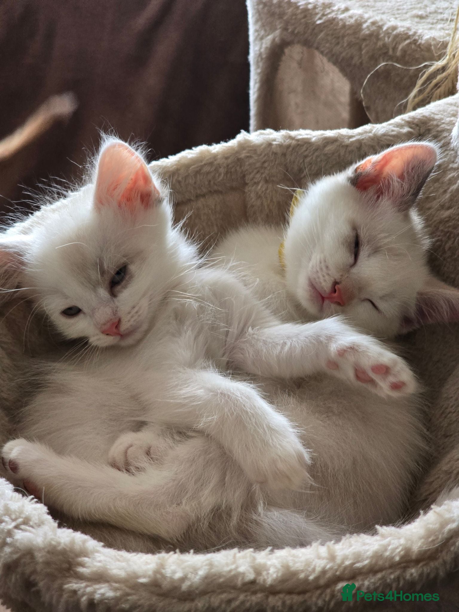 Mixed Breed cats Ragdoll X kittens Ready Now  - Advert 13