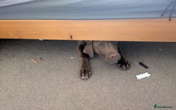 Mixed Breed dogs for sale: Beautiful Gaia - Image 4