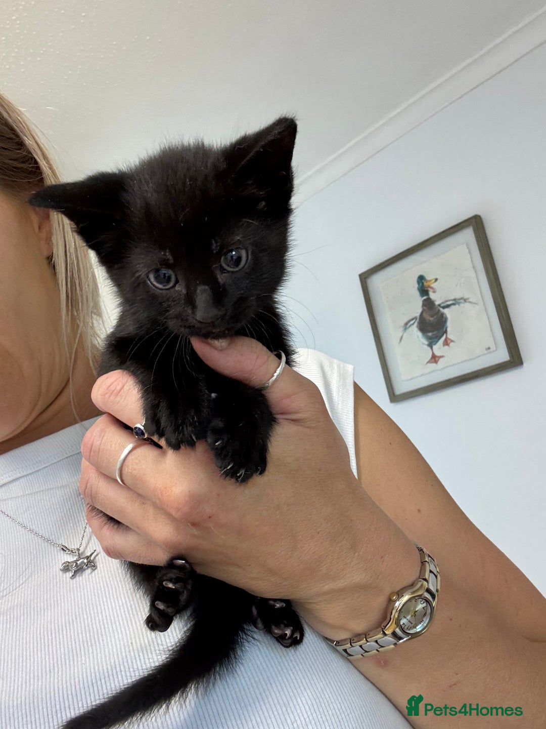 British Shorthair cats for sale: Short haired kittens  - Image 7