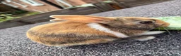 Mixed Breed rabbits for sale: mixed breed lionhead/netherland dwarf bunnies  - Advert 6