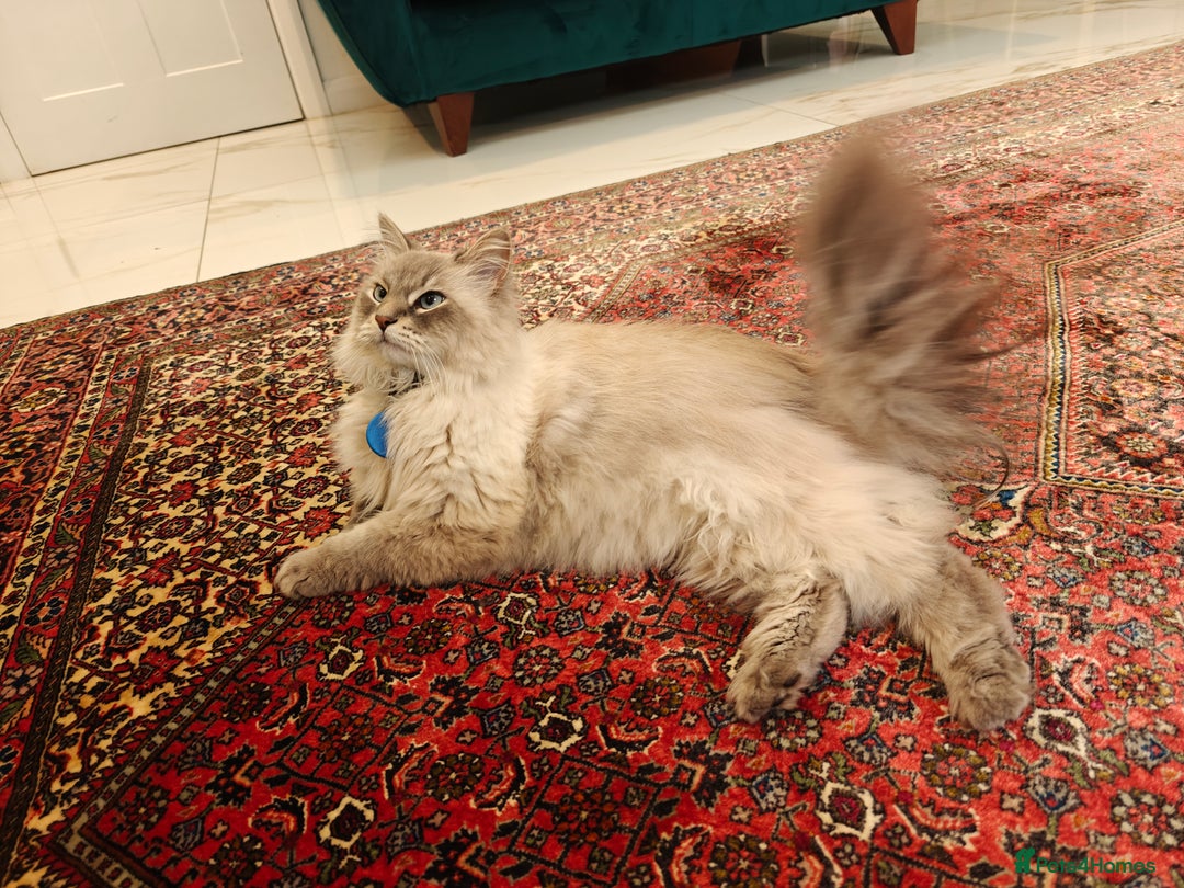 Siberian cats for sale: Siberian – Loyal, Powerful, and Full of Character - Image 3