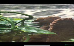 Gecko reptiles for sale: Male crested gecko for sale - Image 2