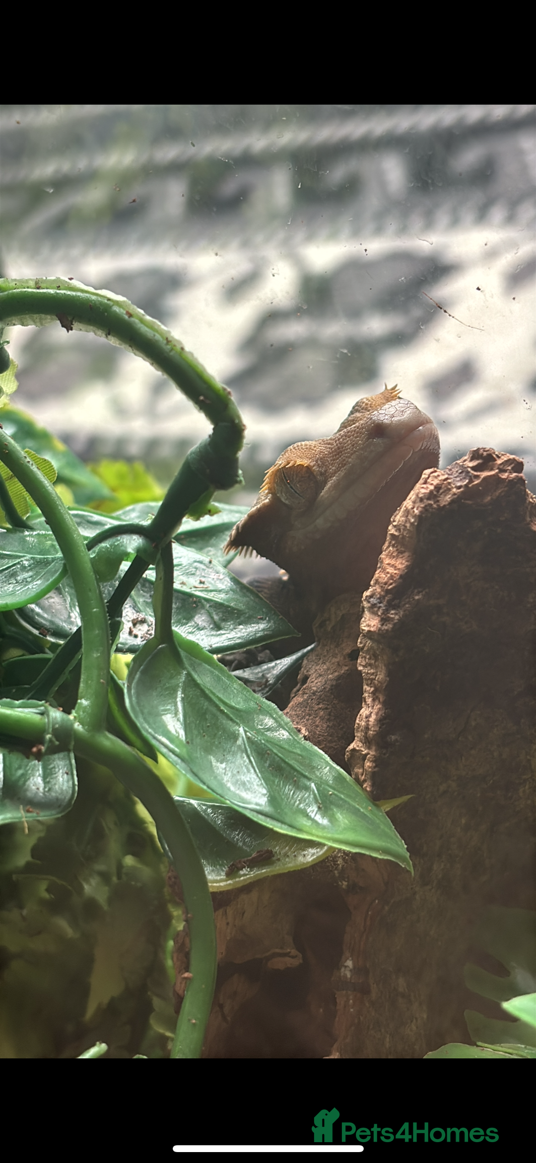 Gecko reptiles for sale: Male crested gecko for sale - Image 2