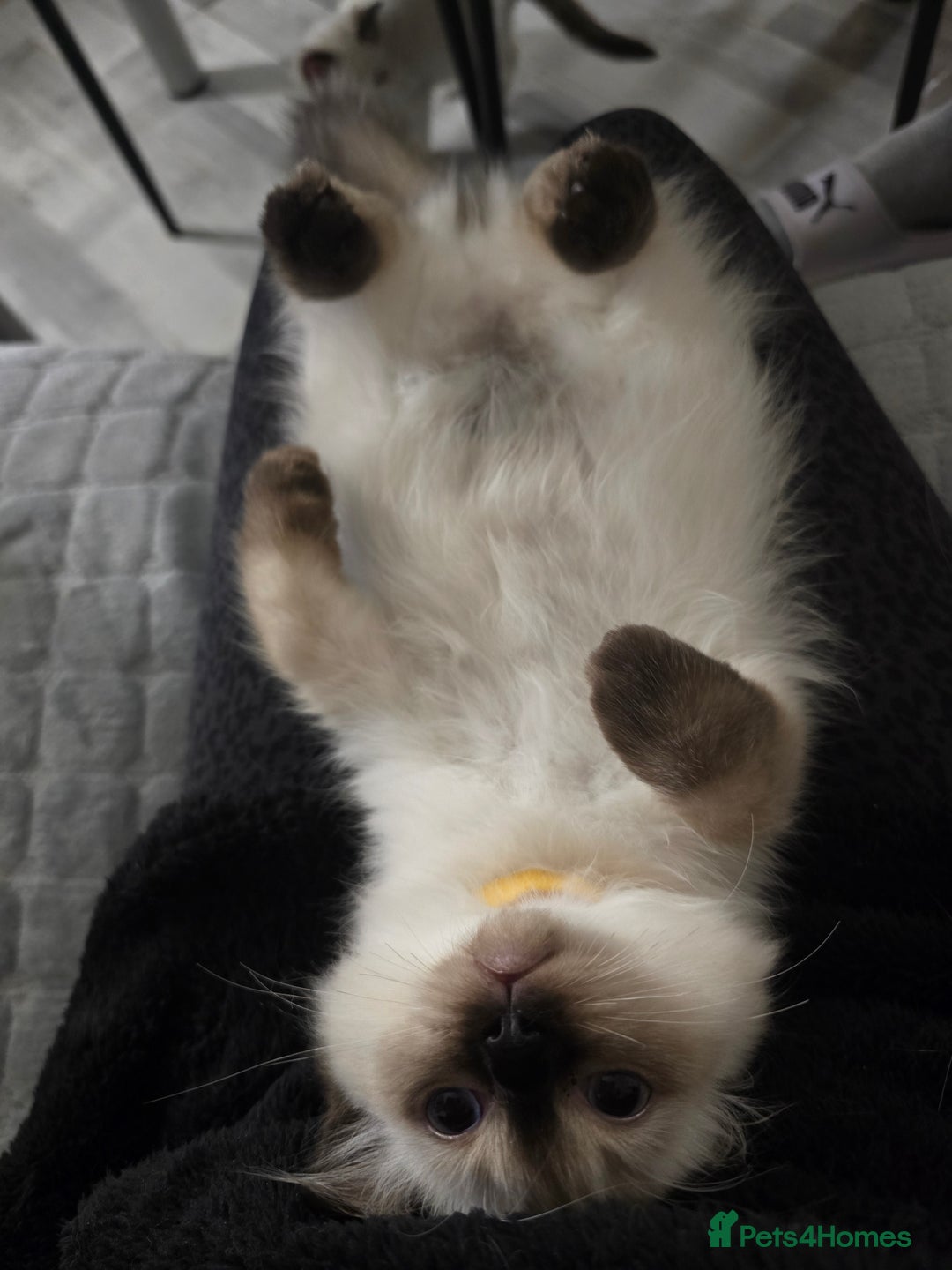 Ragdoll cats for sale: Gccf registered little Queens available 🥰 - Advert 15