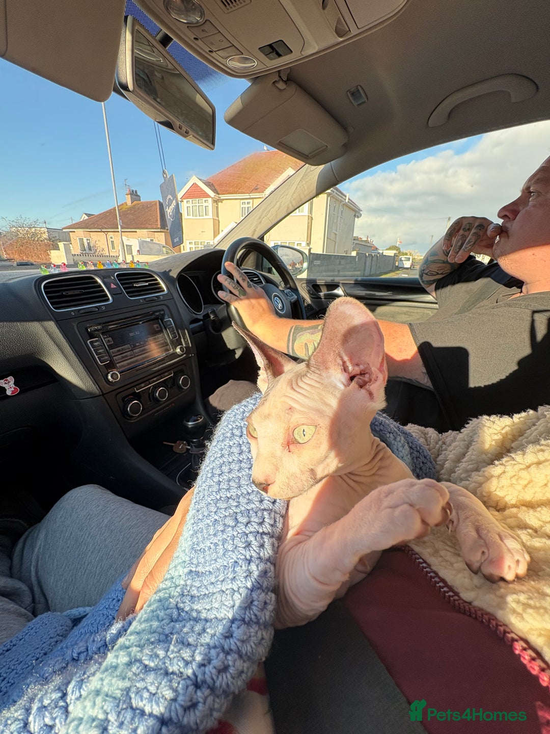 Sphynx cats for sale: Female sphynx cat 5 months old - Advert 5