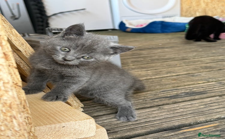 British Shorthair cats - Advert 13
