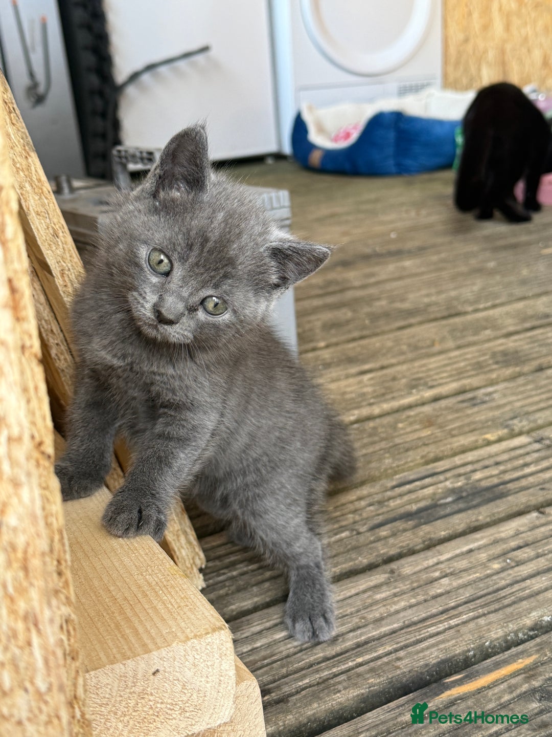 British Shorthair cats for sale: British shorthair kittens  - Image 1