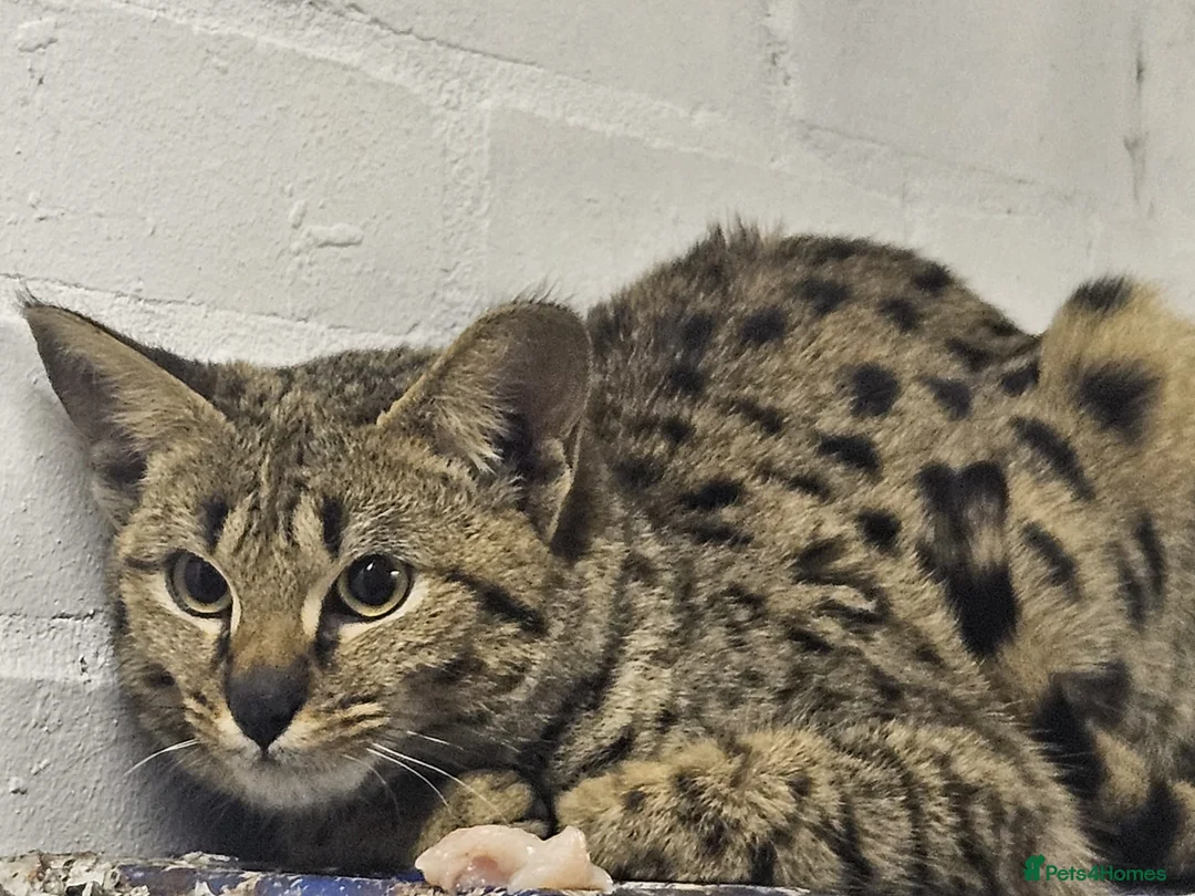 Savannah cats for sale: F2 SAVANNAH  - Advert 1