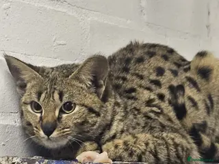 Savannah cats F2 SAVANNAH - Advert 5