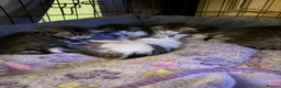 Mixed Breed cats for sale: Tabby kittens - Advert 15