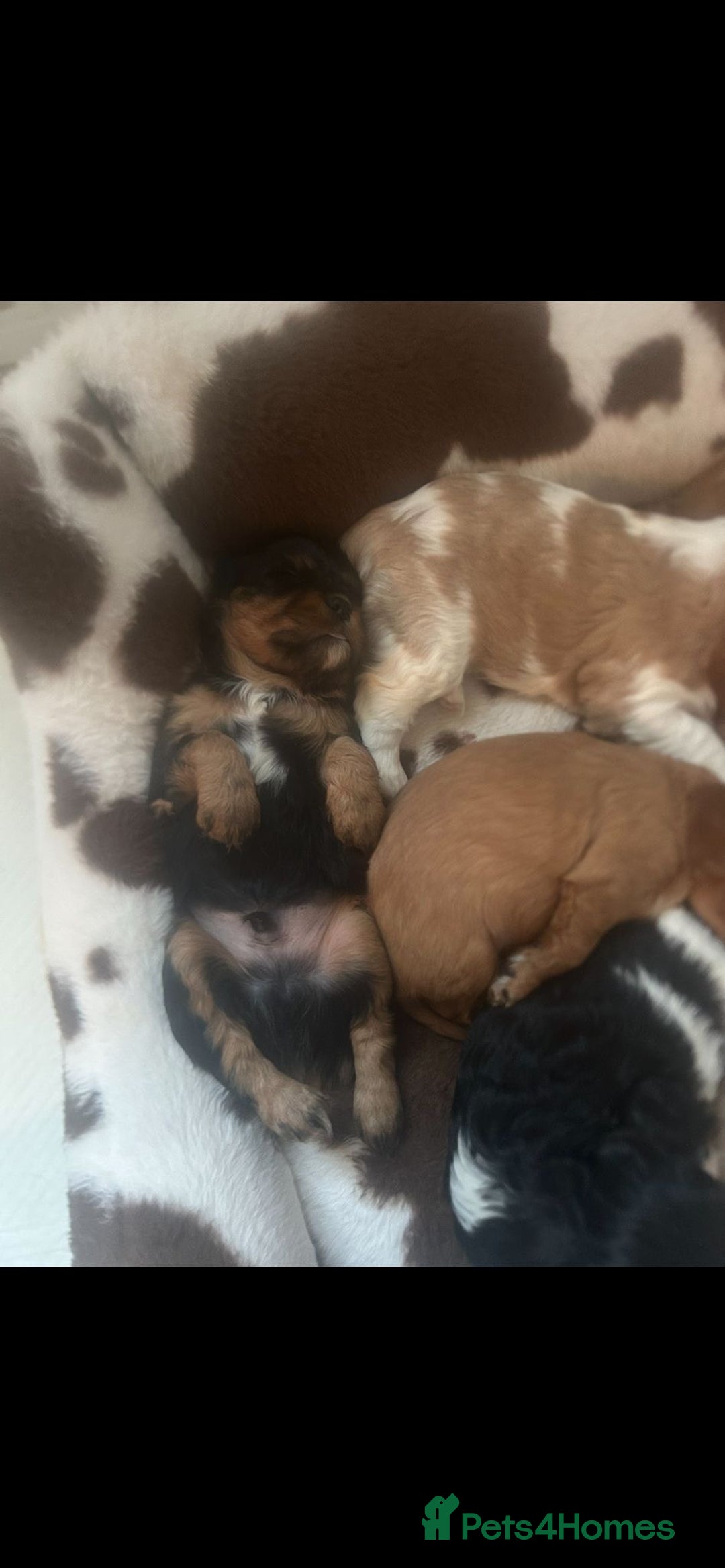 Cavalier King Charles Spaniel dogs for sale: 💫CKC STUNNING PUPPIES HEALTH TESTED 💫 - Advert 16