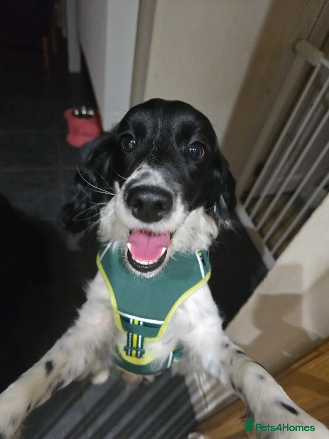 Cockapoo dogs for sale: Cockapoo dog -READY NOW! - Advert 3