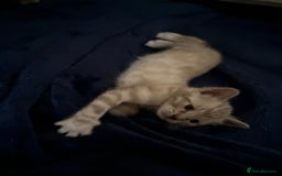 Bengal cats for sale:  READY 3 Bengal kittens for sale (please read) - Image 2