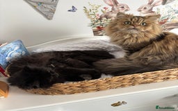 Persian cats for sale: Silver black tabby Persian mix kittens  - Image 21