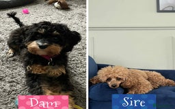 Cavapoo dogs for sale: F1b Cavapoo puppies for sale! - Image 2