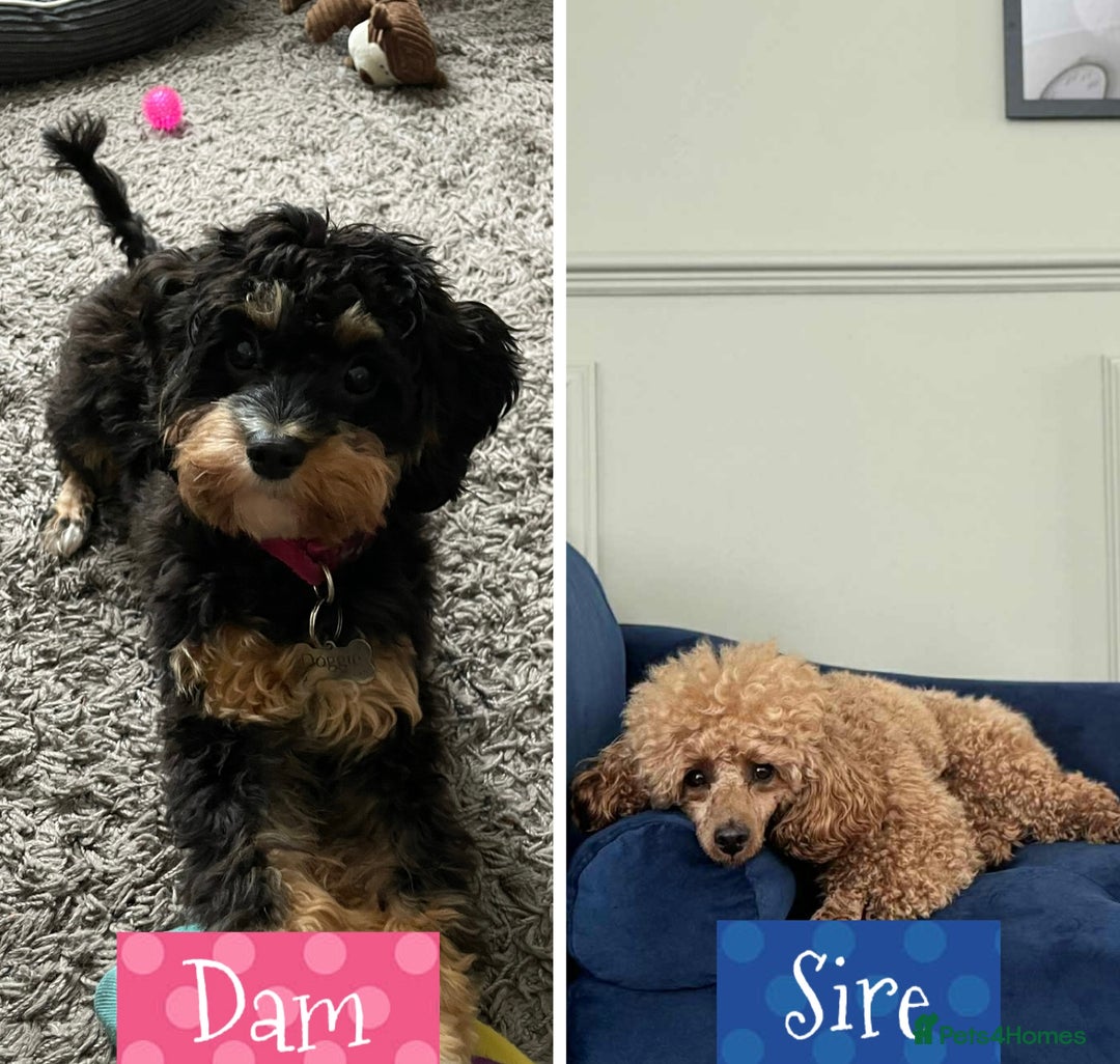 Cavapoo dogs for sale: F1b Cavapoo puppies for sale! - Image 2