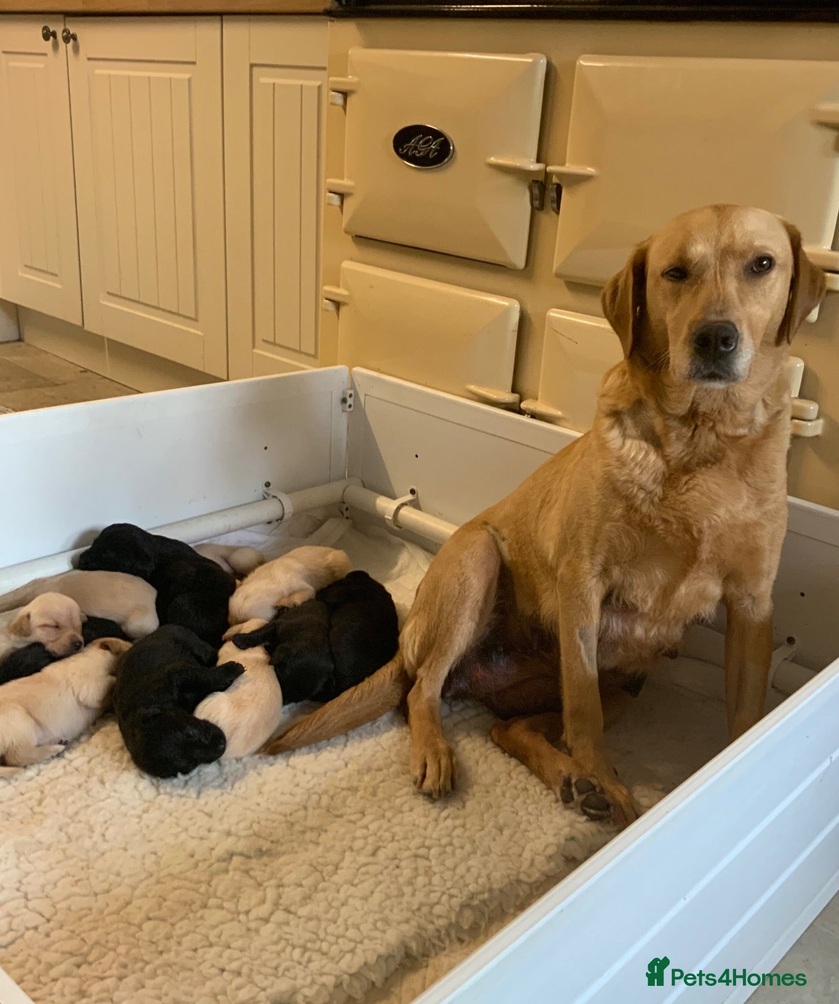 Labrador Retriever dogs 11 Labrador Puppies - Advert 4