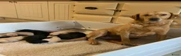 Labrador Retriever dogs for sale: 11 Labrador Puppies in Bridgnorth - Advert 1
