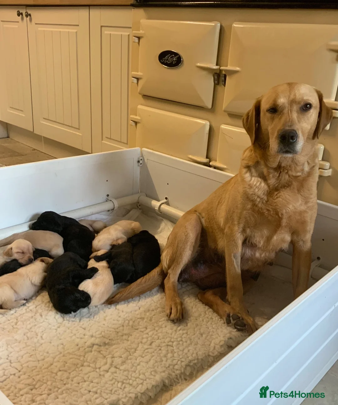 Labrador Retriever dogs for sale: 11 Labrador Puppies in Bridgnorth - Advert 1