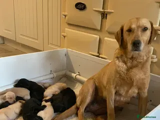 Labrador Retriever dogs 11 Labrador Puppies - Advert 3