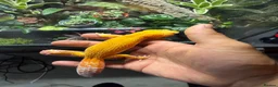 Leopard Gecko reptiles for sale: Leopard gecko  - Advert 3