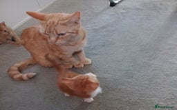 Mixed Breed cats for sale: Loving kitten - Image 4