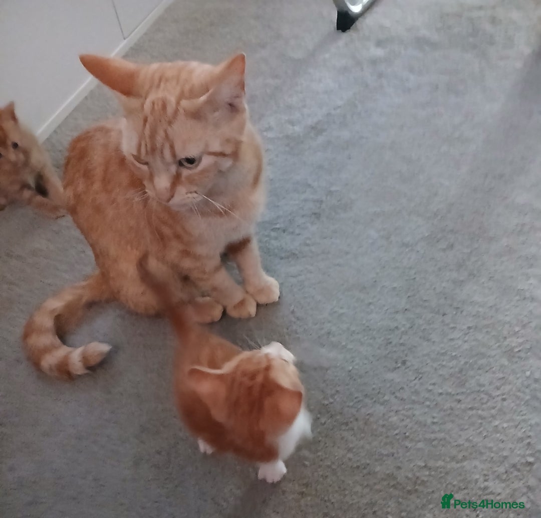 Mixed Breed cats for sale: Loving kitten - Image 4
