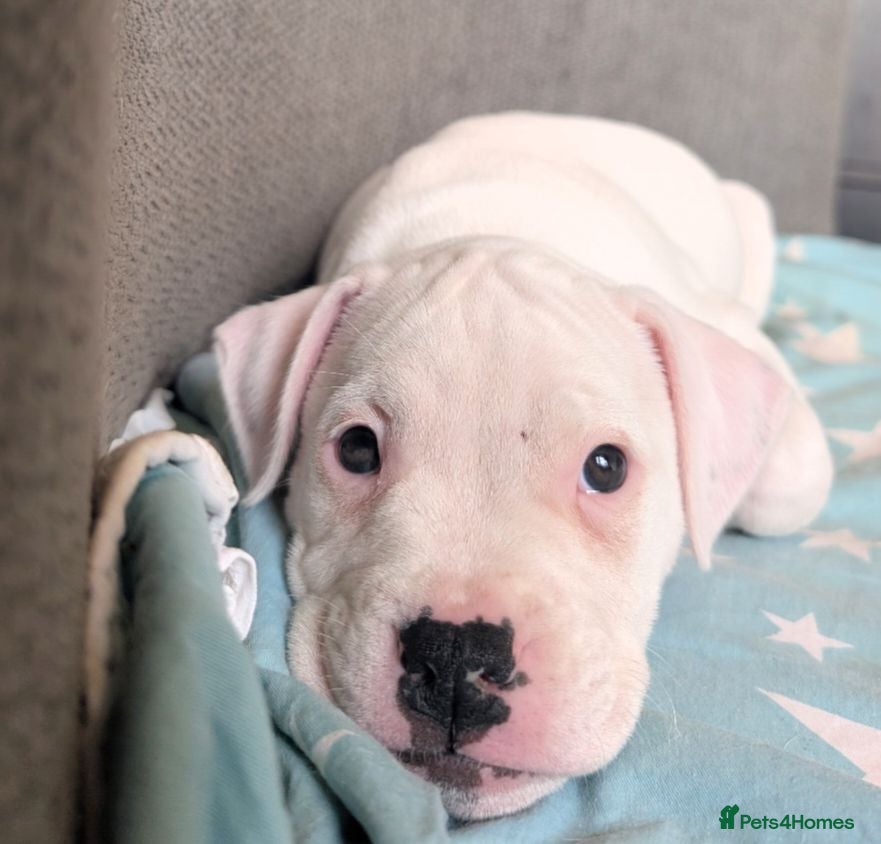 American Bulldog dogs Johnson American bulldog puppies - Advert 2