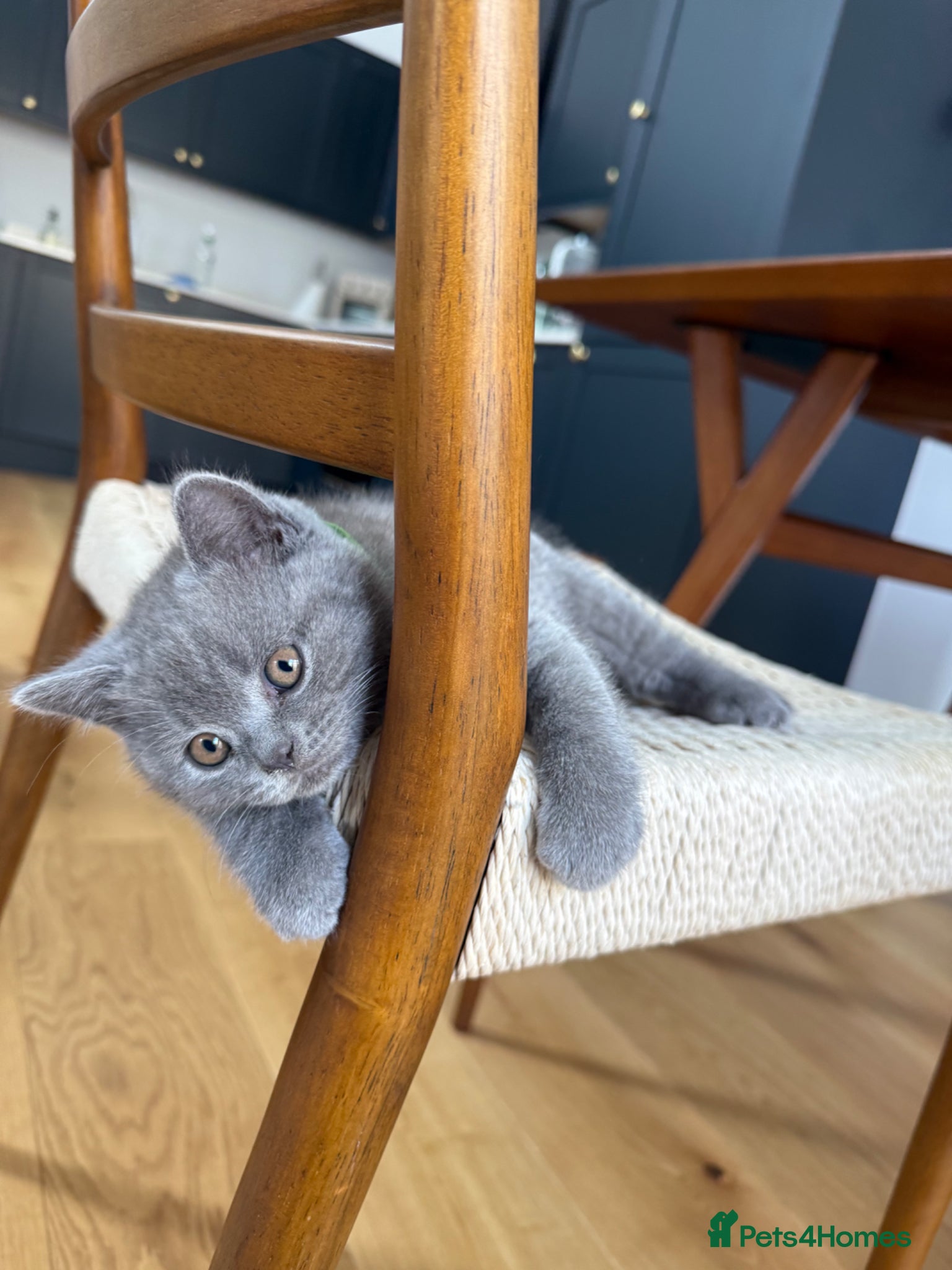 British Shorthair cats Affectionate male British Shorthair kitten  - Advert 11