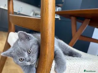 British Shorthair cats Affectionate male British Shorthair kitten - Advert 3