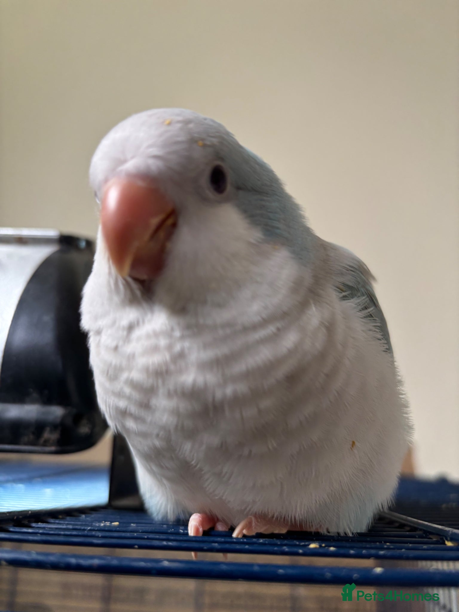 Parrots birds Hand reared quaker parrot - Advert 9