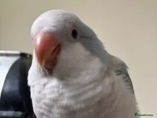 Parrots birds Hand reared quaker parrot - Advert 9