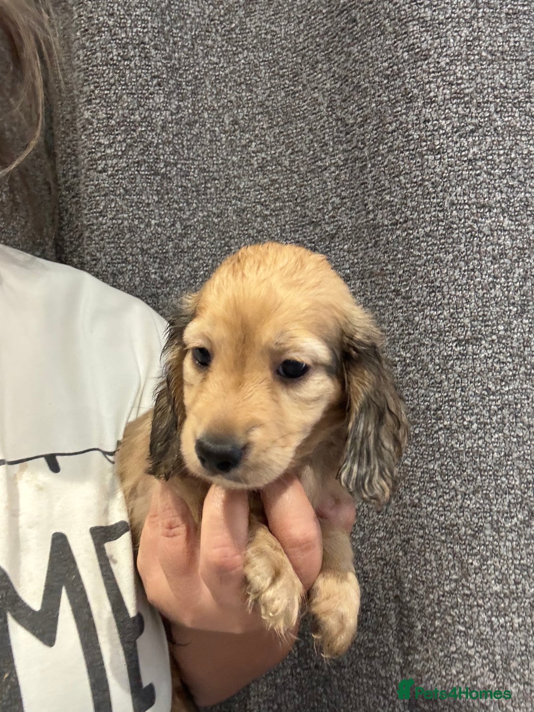 Miniature Dachshund dogs for sale: Miniature long haired CREAM boys  - Image 19