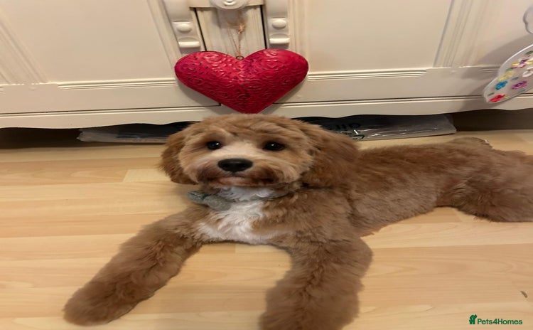 Cavapoo dogs - Advert 2