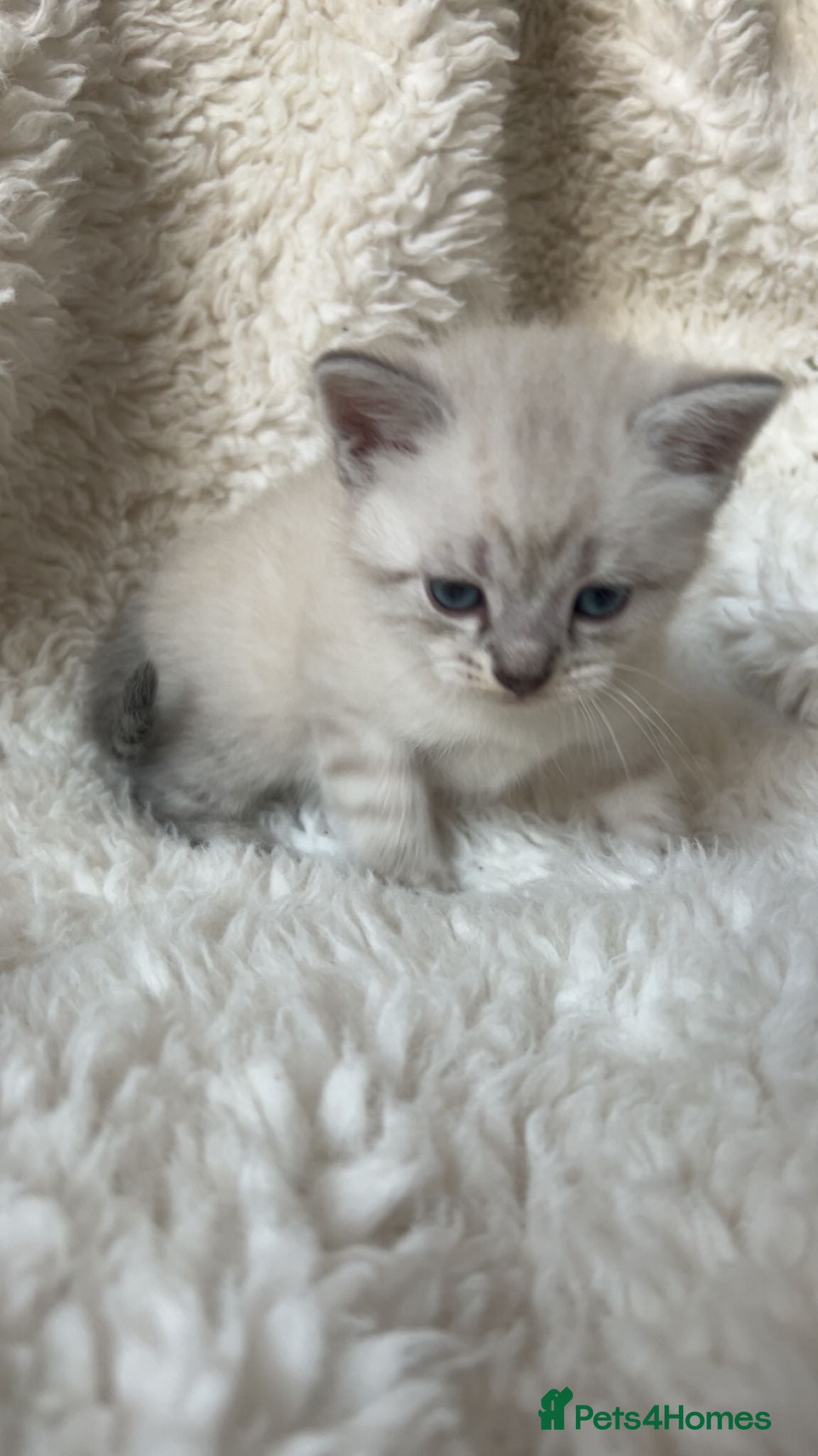 Mixed Breed cats British short hair kittens - Advert 5