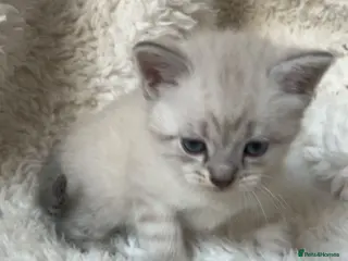 Mixed Breed cats British short hair kittens - Advert 13