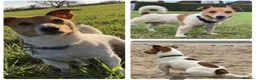 Jack Russell dogs for sale: Three beautiful Jack Russell boys for sale  - Advert 5