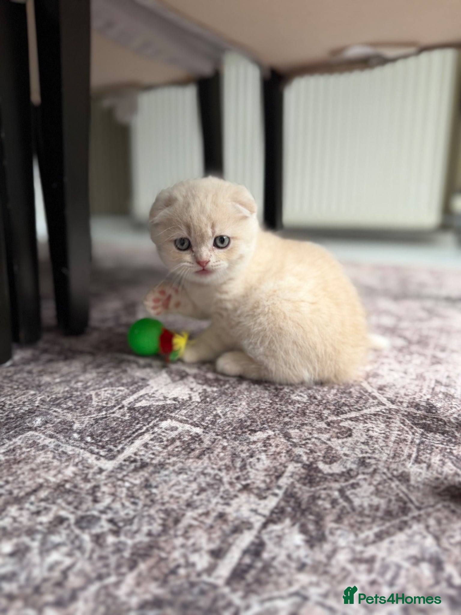 Scottish Fold cats Beautiful Scottish Fold Kittens Ready From 10/06 - Advert 1