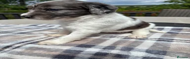 Ella - Silver Gray Merle Parti Girl