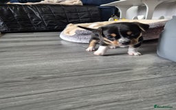Mixed Breed dogs for sale: Adorable F1b Bullhuahua puppies - Image 6