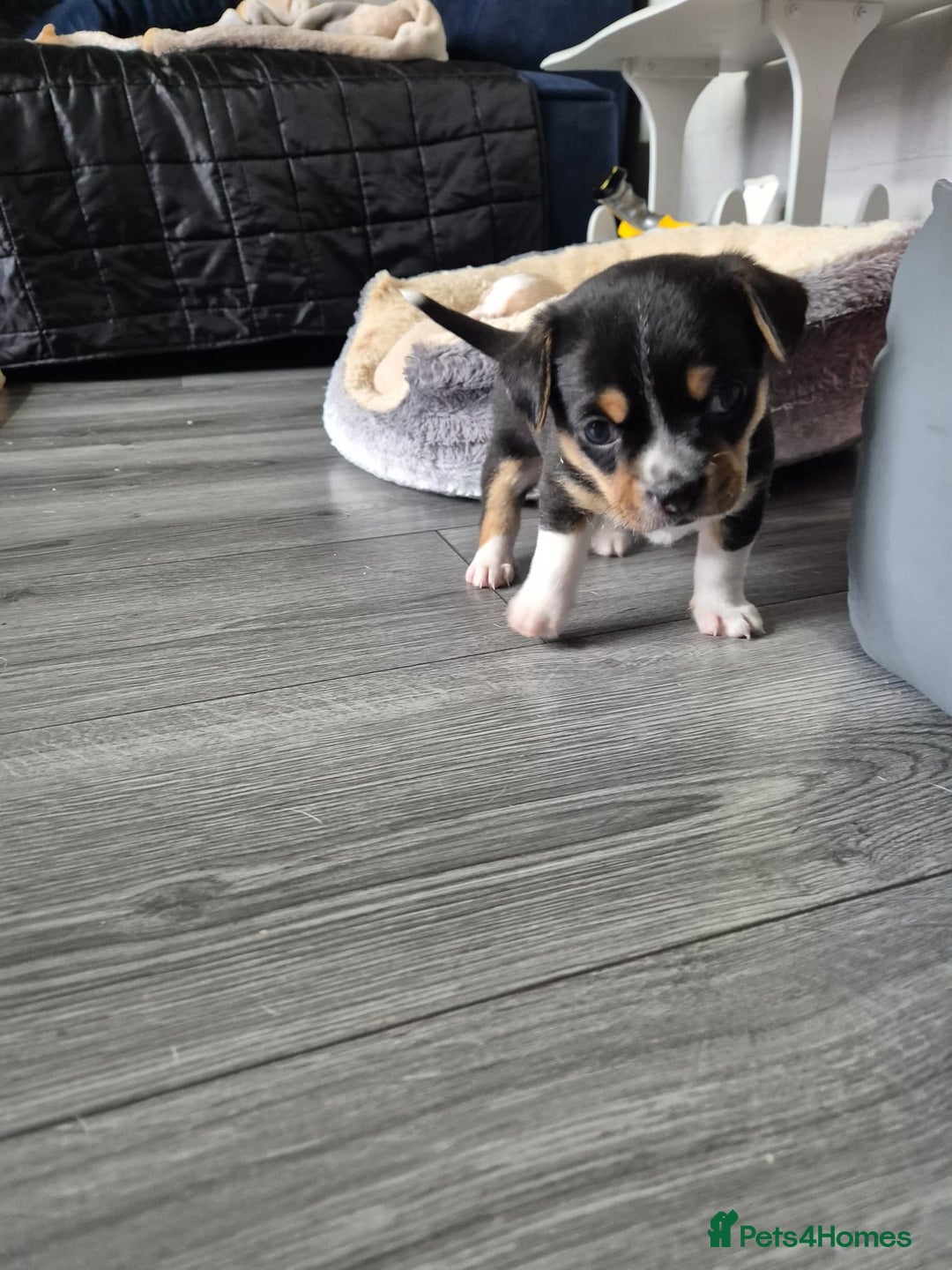 Mixed Breed dogs for sale: Adorable F1b Bullhuahua puppies - Image 6