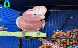 Cockatoo birds for sale: Baby Galah Cockatoo for Sale -  Sweet & Social - Image 8
