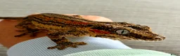 Gecko reptiles for sale: Gargoyle Gecko with enclosure  - Advert 2