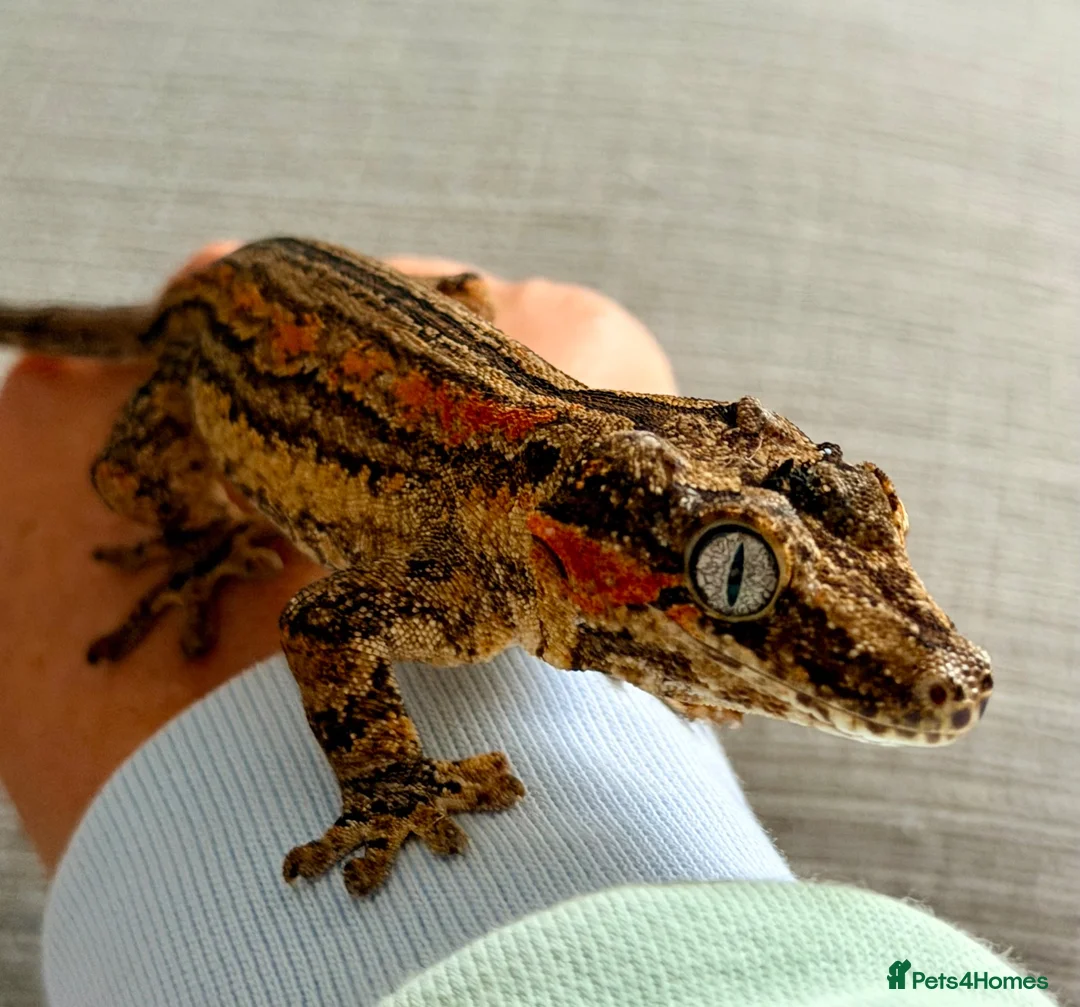 Gecko reptiles for sale: Gargoyle Gecko with enclosure  - Advert 2
