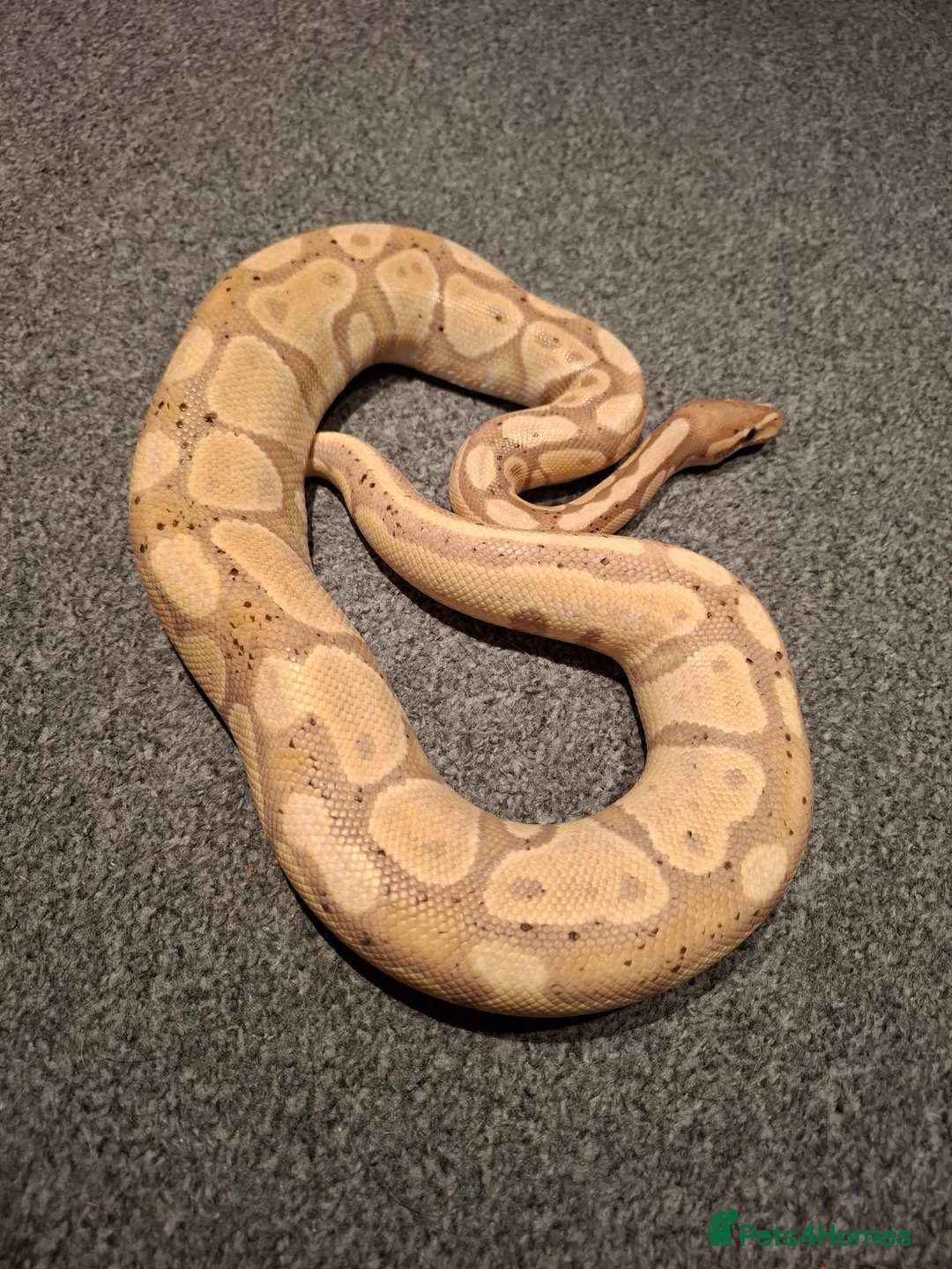 Python Snake reptiles for sale: Banana Ball Python in Perth - Advert 2