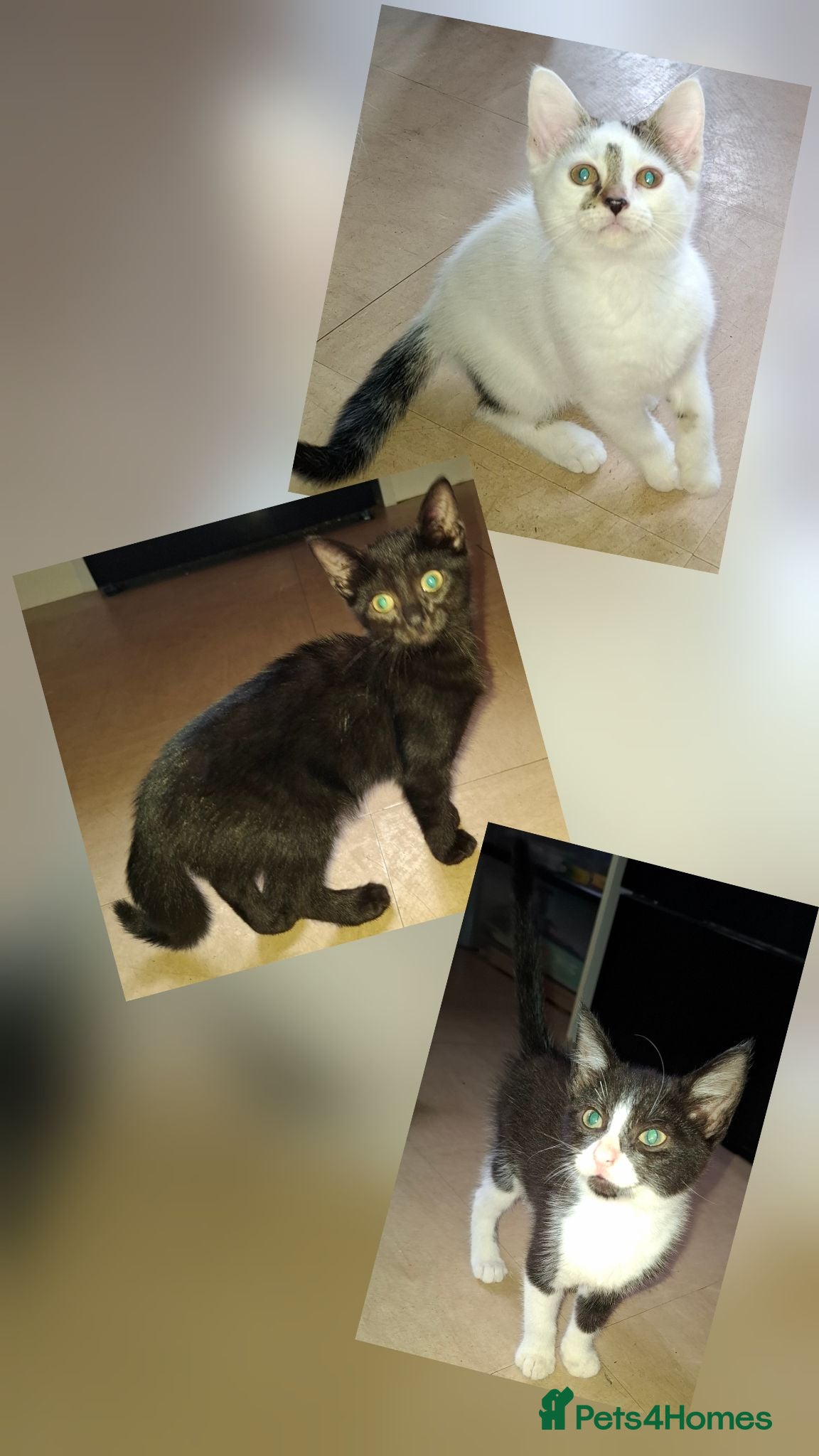 Domestic Shorthair cats Available Now! 11 Week Old Kittens x3 - Advert 15