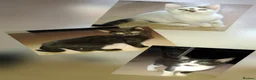 Domestic Shorthair cats for sale: Available Now! 11 Week Old Kittens x3 - Advert 1