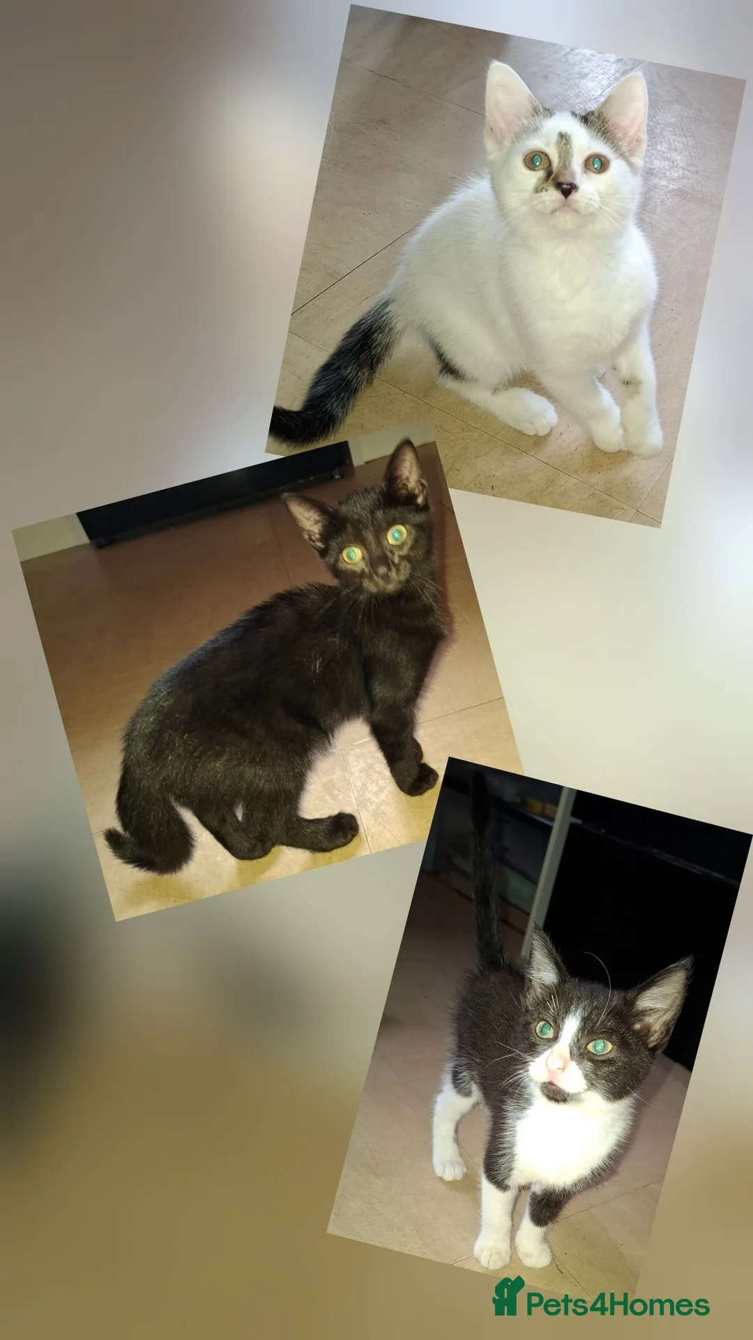 Domestic Shorthair cats for sale: Available Now! 11 Week Old Kittens x3 - Advert 1