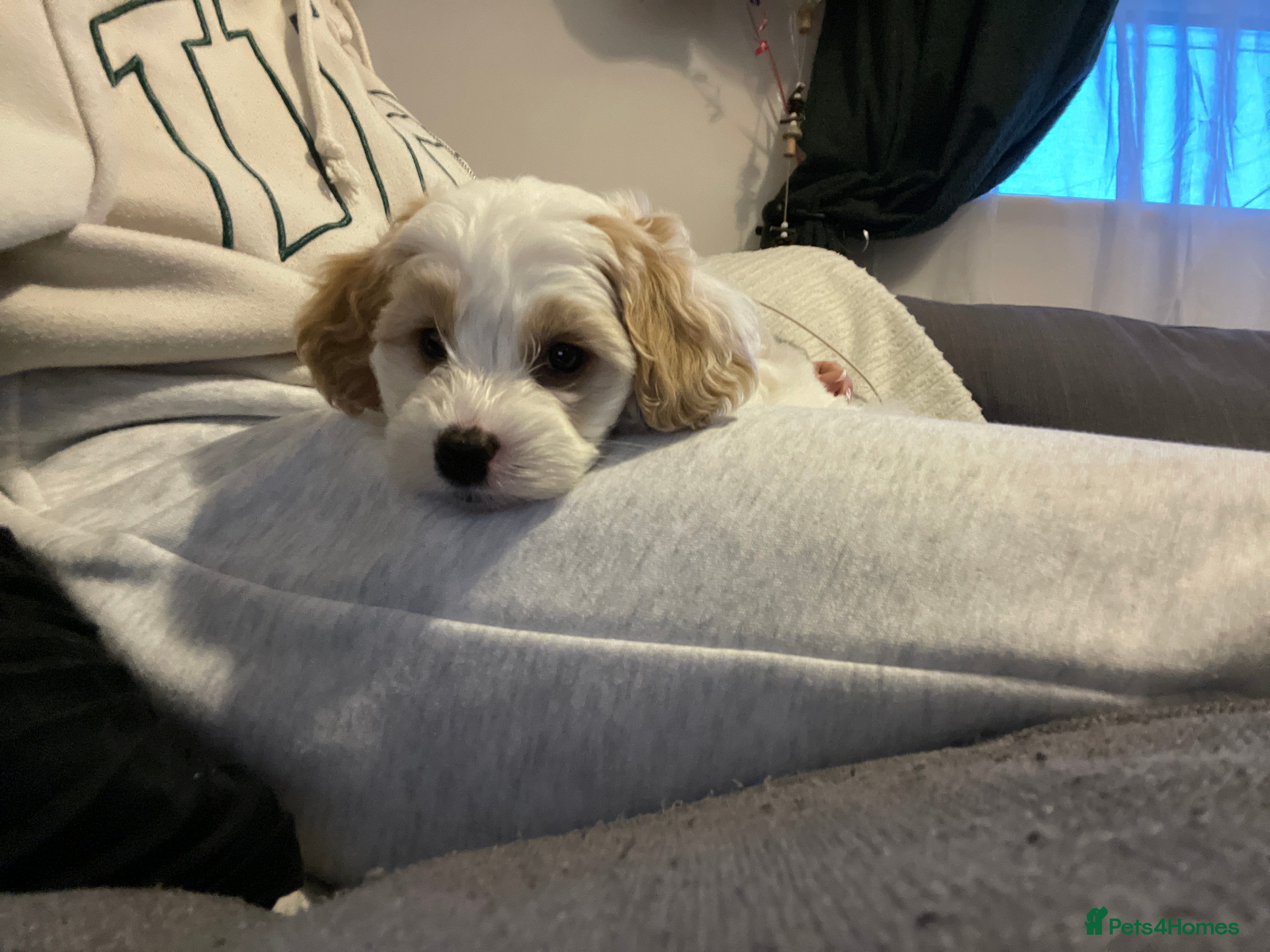 Mixed Breed dogs Little girl puppy for sale needs a loving home :) - Advert 1