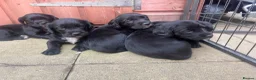 Springador dogs for sale: **1 bitch 1 dog left** lovely springerdors - Advert 2